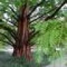 metasequoia